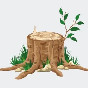 Woody Attar Oil
